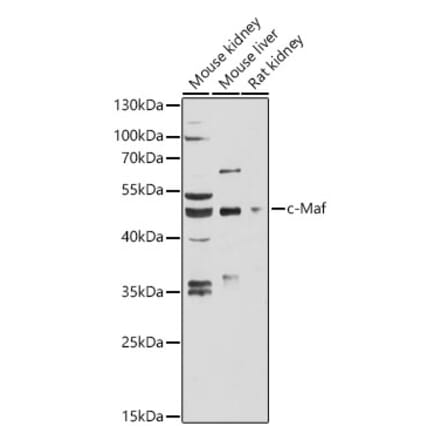 Western Blot - Anti-c-Maf Antibody (A89660) - Antibodies.com