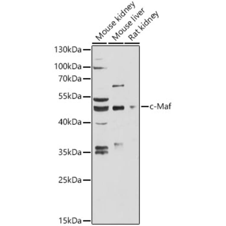 Western Blot - Anti-c-Maf Antibody (A89660) - Antibodies.com