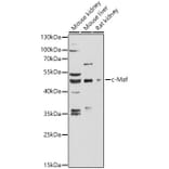 Western Blot - Anti-c-Maf Antibody (A89660) - Antibodies.com