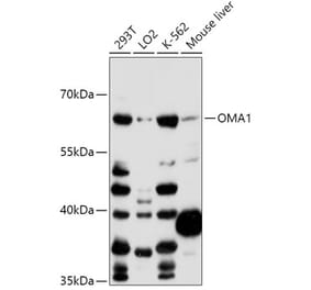 Western Blot - Anti-OMA1 Antibody (A89662) - Antibodies.com