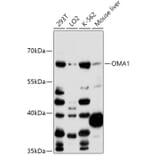 Western Blot - Anti-OMA1 Antibody (A89662) - Antibodies.com