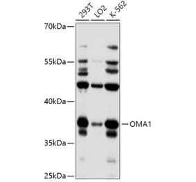 Western Blot - Anti-OMA1 Antibody (A89663) - Antibodies.com