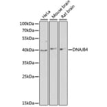 Western Blot - Anti-DNAJB4 Antibody (A13076) - Antibodies.com