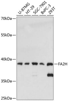 Western blot analysis of extracts of various cell lines, using Anti-FA2H Antibody (A13873) at 1:3000 dilution.
Secondary antibody: Goat Anti-Rabbit IgG (H+L) (HRP) (AS014) at 1:10,000 dilution.
Lysates / proteins: 25µg per lane.
Blocking buffer: 3% non-fat dry milk in TBST.
Detection: ECL Basic Kit (RM00020).
Exposure time: 90s.