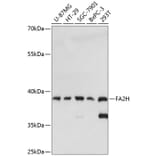 Western Blot - Anti-FA2H Antibody (A89673) - Antibodies.com