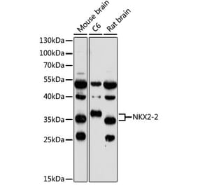 Western Blot - Anti-Nkx2.2 Antibody (A89674) - Antibodies.com