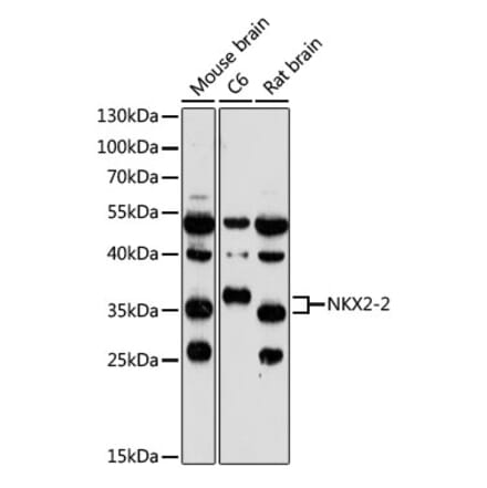 Western Blot - Anti-Nkx2.2 Antibody (A89674) - Antibodies.com