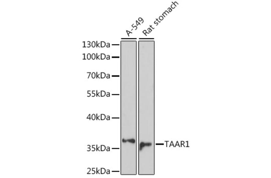 Western Blot - Anti-TAAR1 Antibody (A89675) - Antibodies.com