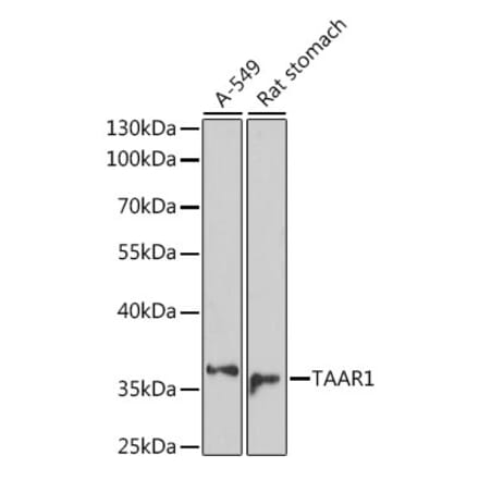 Western Blot - Anti-TAAR1 Antibody (A89675) - Antibodies.com