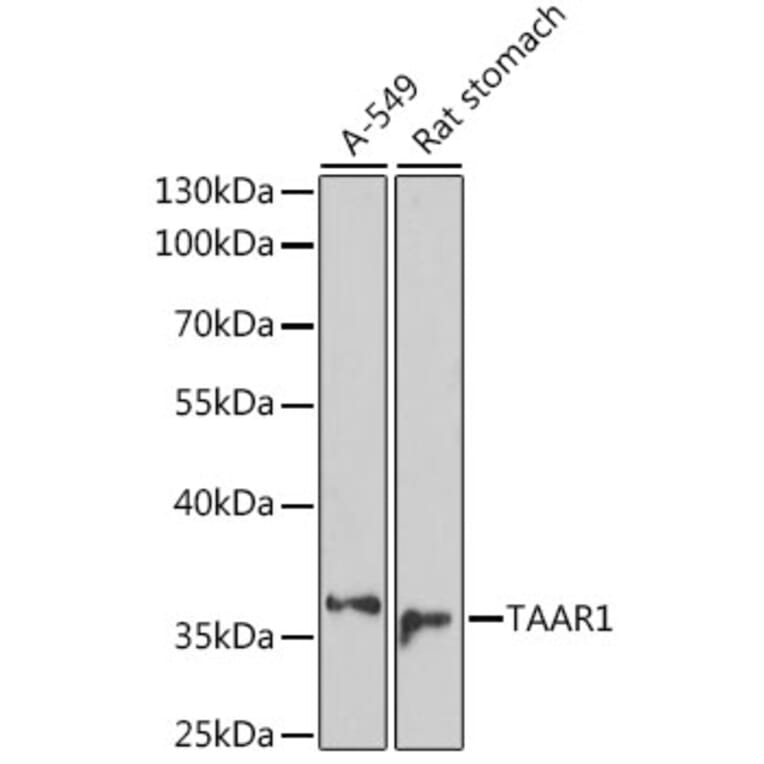 Western Blot - Anti-TAAR1 Antibody (A89675) - Antibodies.com