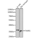 Western Blot - Anti-TAAR1 Antibody (A89675) - Antibodies.com
