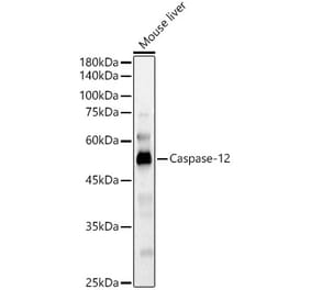 Western Blot - Anti-Caspase-12 Antibody (A89676) - Antibodies.com