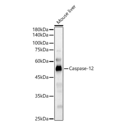 Western Blot - Anti-Caspase-12 Antibody (A89676) - Antibodies.com