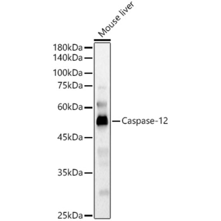 Western Blot - Anti-Caspase-12 Antibody (A89676) - Antibodies.com