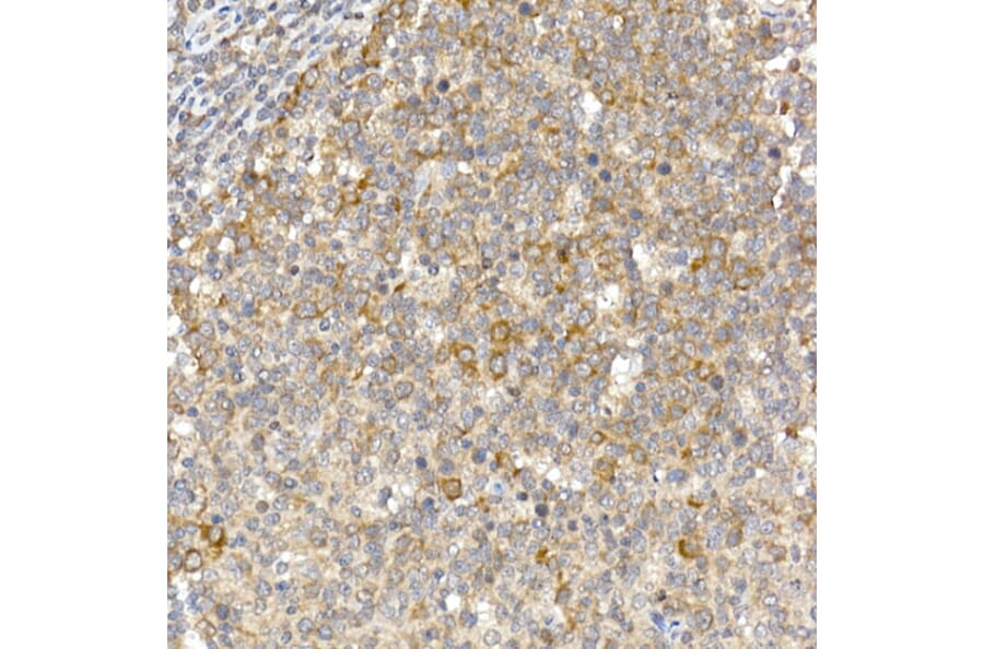 Immunohistochemistry - Anti-Caspase-12 Antibody (A89676) - Antibodies.com