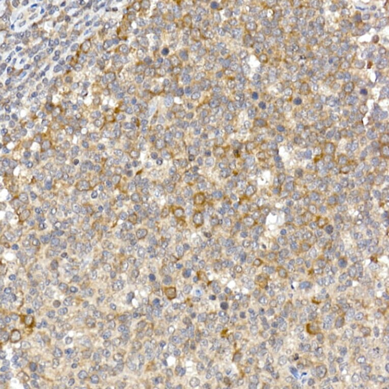 Immunohistochemistry - Anti-Caspase-12 Antibody (A89676) - Antibodies.com