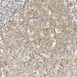 Immunohistochemistry - Anti-Caspase-12 Antibody (A89676) - Antibodies.com