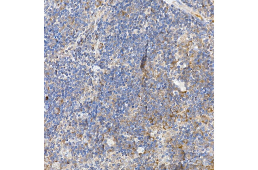Immunohistochemistry - Anti-Caspase-12 Antibody (A89676) - Antibodies.com