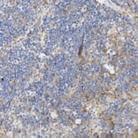 Immunohistochemistry - Anti-Caspase-12 Antibody (A89676) - Antibodies.com