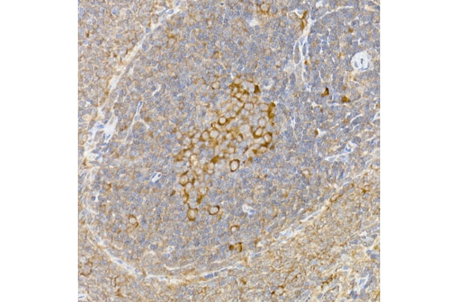 Immunohistochemistry - Anti-Caspase-12 Antibody (A89676) - Antibodies.com