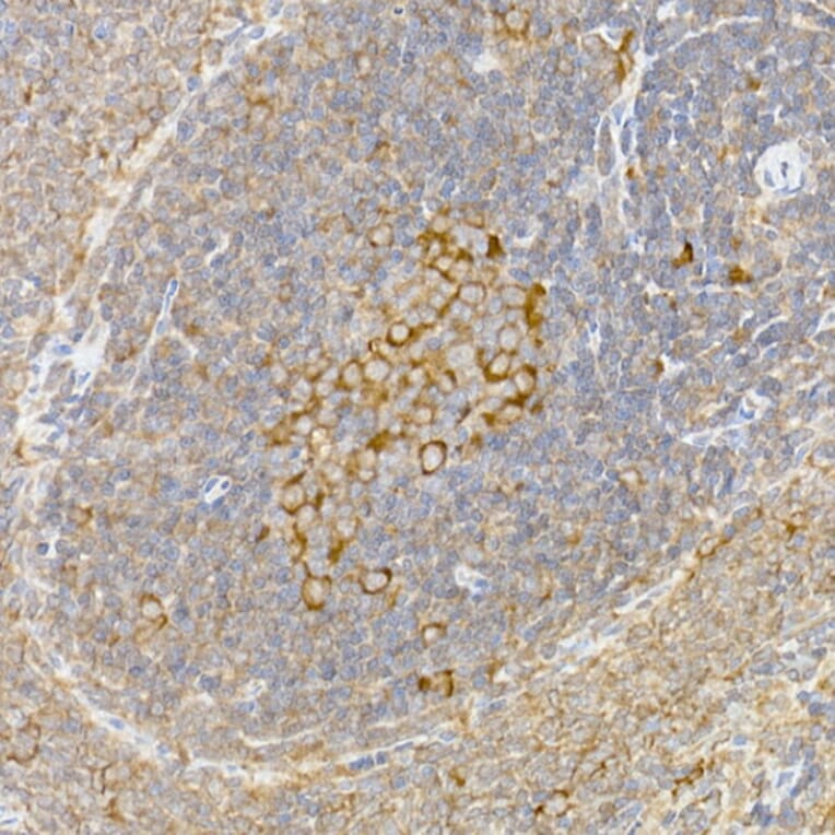 Immunohistochemistry - Anti-Caspase-12 Antibody (A89676) - Antibodies.com