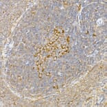 Immunohistochemistry - Anti-Caspase-12 Antibody (A89676) - Antibodies.com