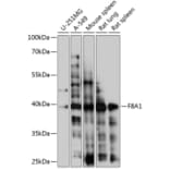 Western Blot - Anti-HAP40 Antibody (A89677) - Antibodies.com