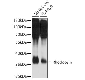 Western Blot - Anti-Rhodopsin Antibody (A89678) - Antibodies.com