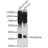 Western Blot - Anti-Rhodopsin Antibody (A89678) - Antibodies.com