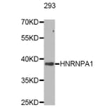 Western Blot - Anti-HNRNPA1 Antibody (A7170) - Antibodies.com