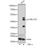 Western Blot - Anti-IKB alpha (phospho Ser32) Antibody (A89681) - Antibodies.com