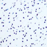 Immunohistochemistry - Anti-IKB alpha (phospho Ser32) Antibody (A89681) - Antibodies.com