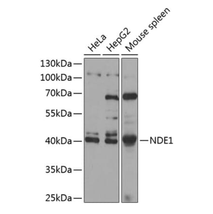 Western Blot - Anti-NDE1 Antibody (A89682) - Antibodies.com