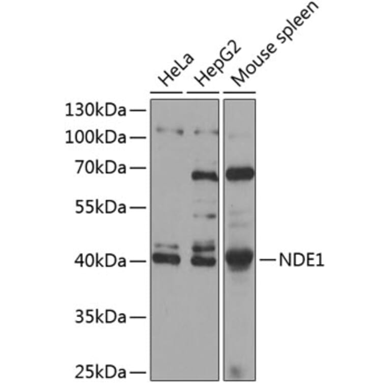 Western Blot - Anti-NDE1 Antibody (A89682) - Antibodies.com