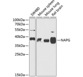 Western Blot - Anti-NAPG Antibody (A89686) - Antibodies.com