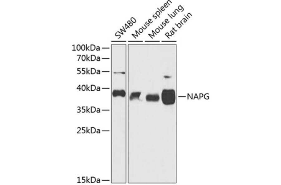 Western Blot - Anti-NAPG Antibody (A89686) - Antibodies.com