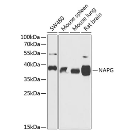 Western Blot - Anti-NAPG Antibody (A89686) - Antibodies.com