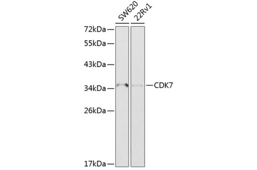 Western Blot - Anti-Cdk7 Antibody (A89690) - Antibodies.com