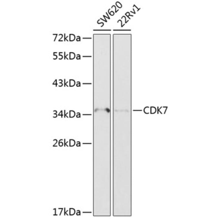Western Blot - Anti-Cdk7 Antibody (A89690) - Antibodies.com