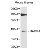 Western Blot - Anti-HARBI1 Antibody (A12869) - Antibodies.com