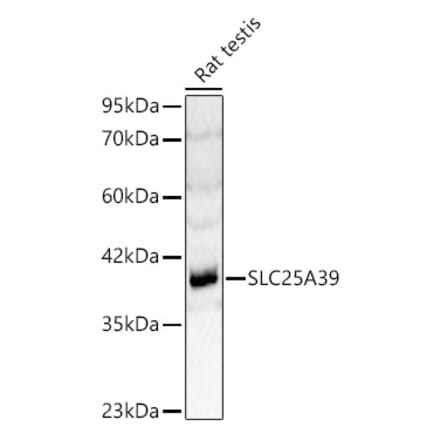 Western Blot - Anti-SLC25A39 Antibody (A89694) - Antibodies.com
