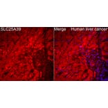 Immunofluorescence - Anti-SLC25A39 Antibody (A89694) - Antibodies.com