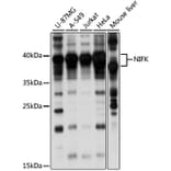 Western Blot - Anti-NIFK Antibody (A89695) - Antibodies.com