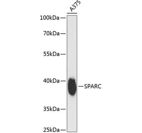 Western Blot - Anti-SPARC Antibody (A89696) - Antibodies.com
