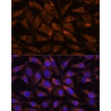 Immunofluorescence - Anti-VIP36 Antibody (A89698) - Antibodies.com