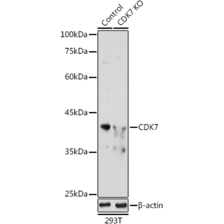 Western Blot - Anti-Cdk7 Antibody (A89700) - Antibodies.com