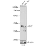 Western Blot - Anti-Cdk7 Antibody (A89700) - Antibodies.com