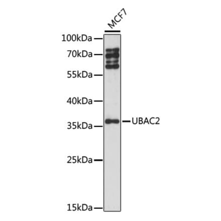 Western Blot - Anti-UBAC2 Antibody (A89701) - Antibodies.com