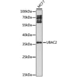 Western Blot - Anti-UBAC2 Antibody (A89701) - Antibodies.com