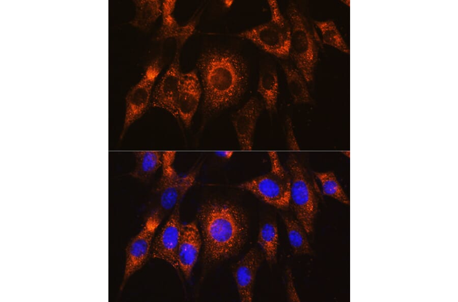 Immunofluorescence - Anti-UBAC2 Antibody (A89701) - Antibodies.com